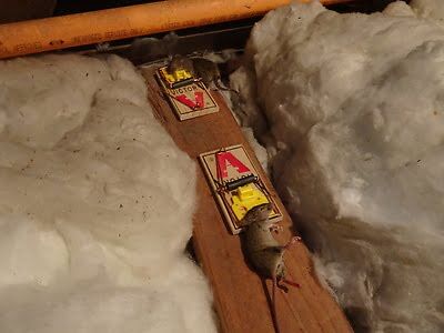 mouse trapping