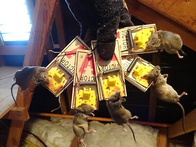 rodent trapping